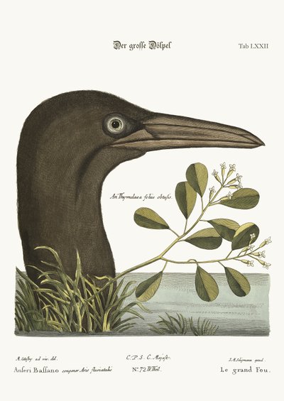 El gran bobo, 1749-73 de Mark Catesby